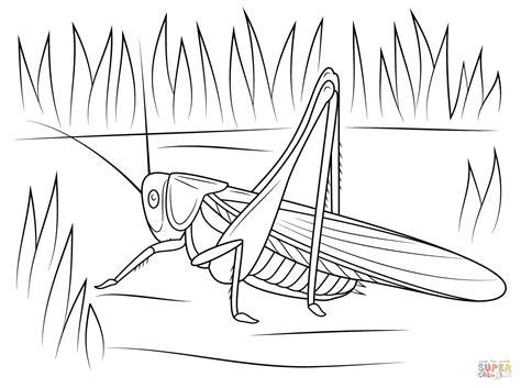 These black and white cricket coloring pages are free. Cricket coloring page | Free Printable Coloring Pages