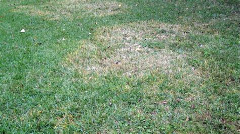 Zoysia Patch Most Common Lawn Disease Turf Masters Lawn Care