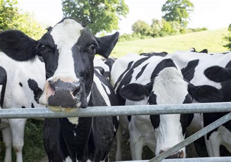 “cow toilets” in netherlands to cut emissions cyber gazing