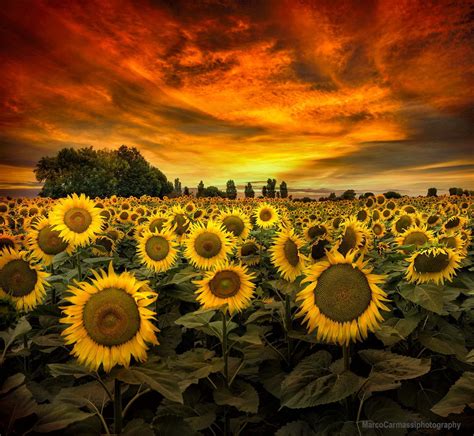 Magicalnaturetour Via 500px Tuscany Sunflowers By Marco Carmassi
