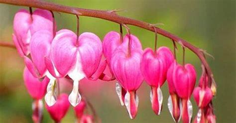 10 Bông Hoa đẹp Nhất Thế Giới Năm 2021 Trangwiki Chuyên Trang Chia