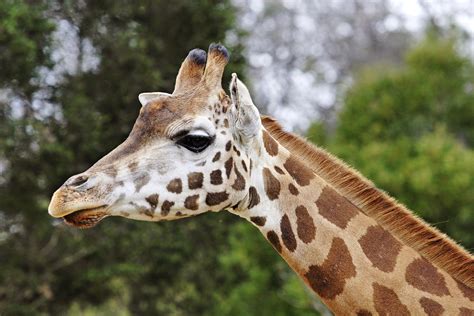 Giraffes Could Soon Be An Endangered Species