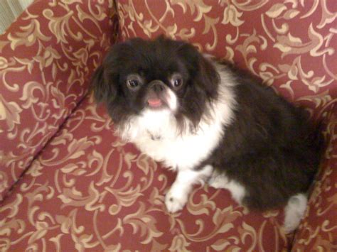 Japanese Chin Puppies For Sale Flickr