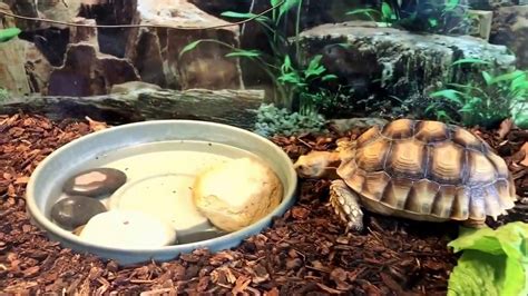 New Tortoise Tank Youtube