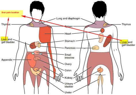 The liver is a vital organ found in humans and other vertebrates. Liver Pain - Where is the liver location (Anatomy ...