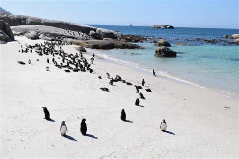 Exotic And Beautiful Beach In South Africa 库存照片 图片 包括有 视图 海运 168039486