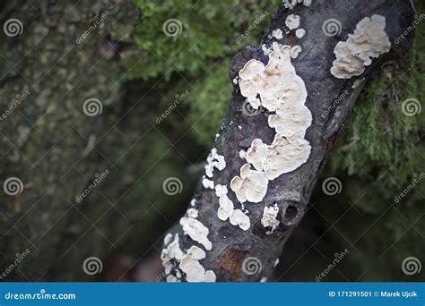 Meruliopsis Corium White Fungi On Tree Branch Stock Image Image Of