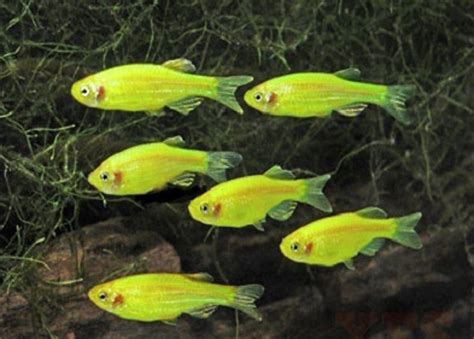 X10 Electric Green Danio Live Fresh Water Glow Glo Fish Only 14253