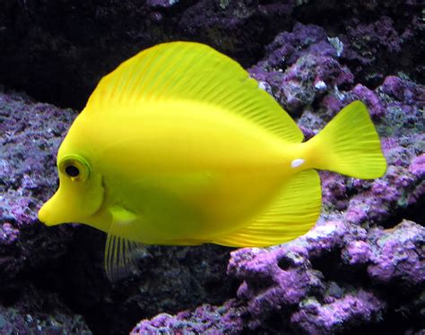 Tropical Fish Wild Life Animal