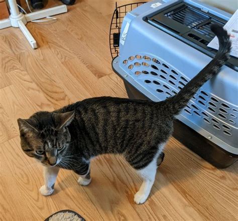 View for sale listing photos, nearby sales and find your perfect piece of real estate in medford, ma. Medford Pets Waiting To Be Adopted: Yang, Serendipity ...