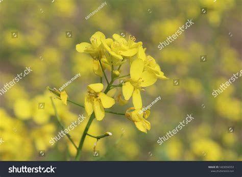 Brassica Nigra Black Mustard Annual Plant Stock Photo 1603056553