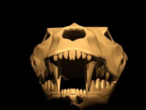 3d Wolf Head Skeleton