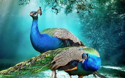 Peacock Background Pair Peacocks Wallpapers Wallpapers13