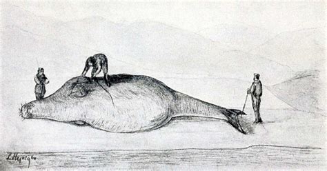 A Sea Cow And A Sea Ape The Strange Discoveries Of Georg Steller
