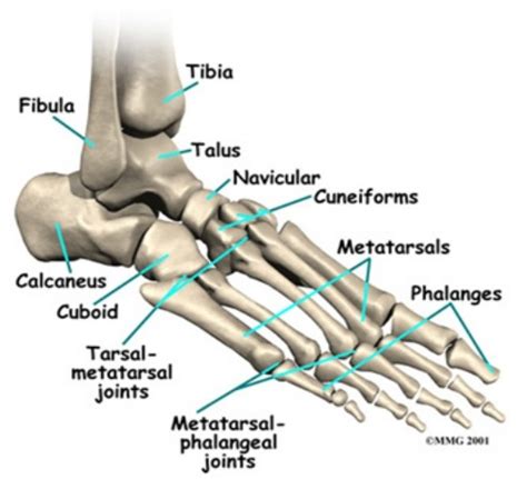 Anatomi Fisiologi Sistem Muskuloskeletal Blogperawatnet Media