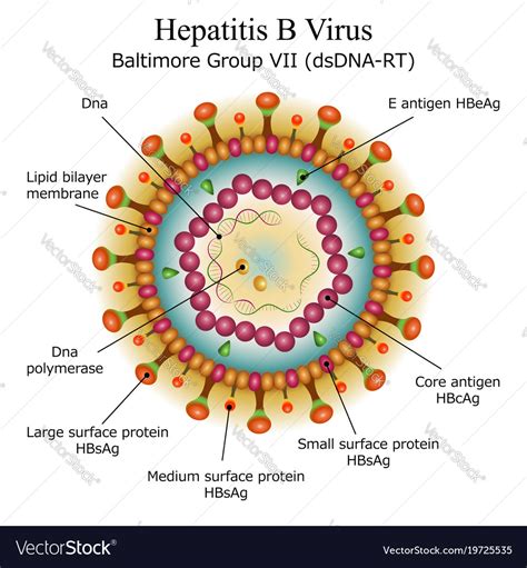 Diagram Of Virus