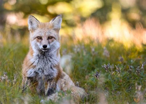 An Endangered Cascade Red Fox By Gretchen Kay Stuart — Gretchen Kay Stuart