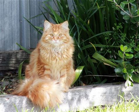 Furry Friday Delicious Ginger Cats Nz