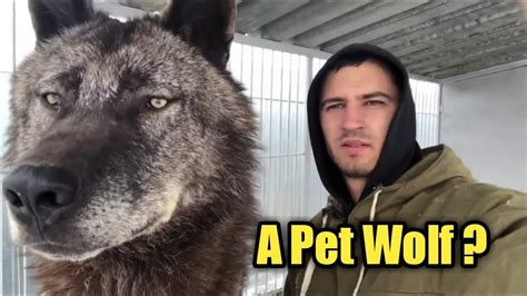 What Its Like To Have A Pet Wolf Youtube