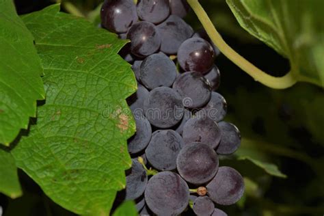 Purple Grapes On The Vine Stock Image Image Of Nature 90946263