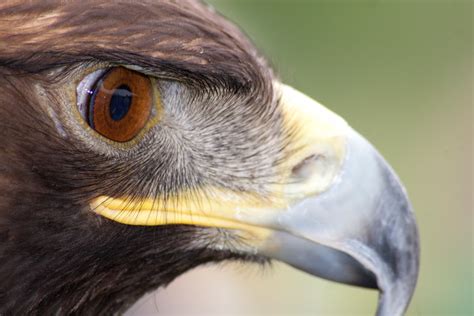 The Eagle Eye Birdnote