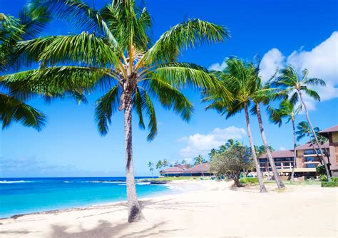 Coconut Palm Trees On The Sandy Beach In Hawaii Kauai