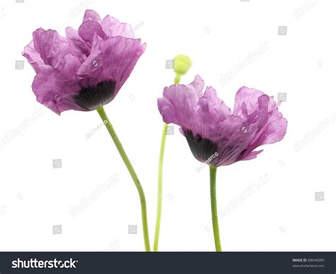36 Purple Flower White Background