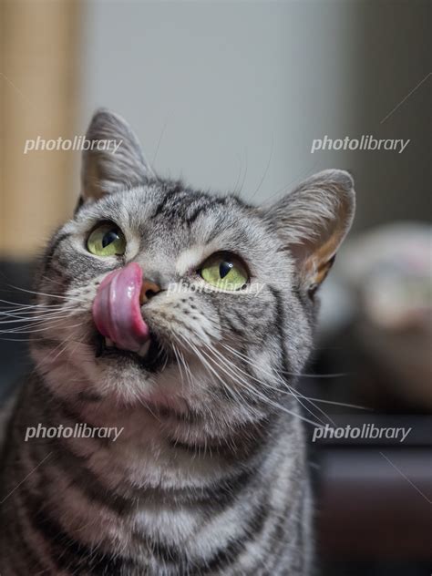 鼻をなめる猫 写真素材 フォトライブラリー photolibrary