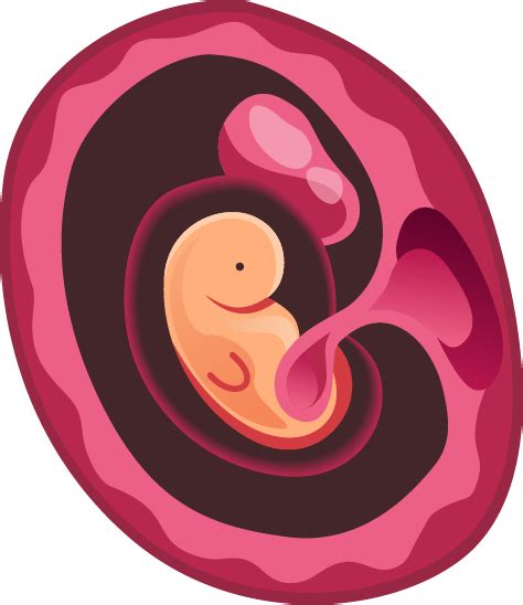 Babys Development In The Womb Teenage