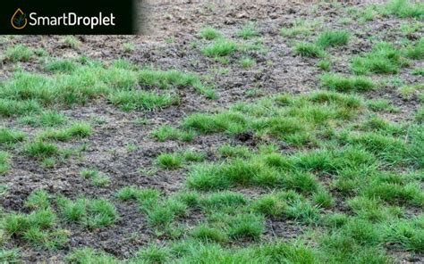 How To Treat St Augustine Grass Fungus And Get Rid Of Brown Patches
