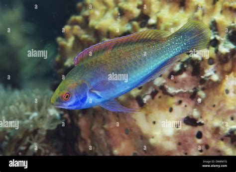 Solar Fairy Wrasse Cirrhilabrus Solorensis Adult Swimming Alor Island