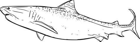 Big Tiger Shark Coloring Pages Coloring Cool