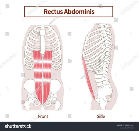Rectus Abdominis Muscles Illustration Of Royalty Free Stock Vector