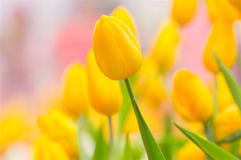 spring Flowers bunch. Beautiful yellow tulips bouquet. | Yellow tulips, Tulip bouquet, Bunch of ...