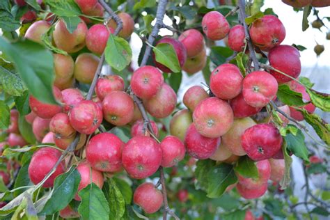 How To Grow Fuji Apple Trees Dengarden