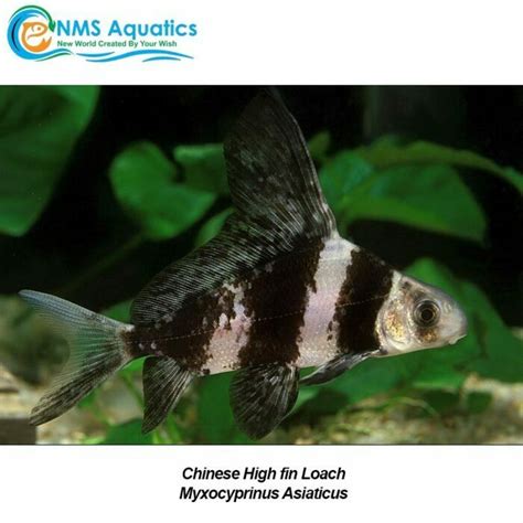 Buy Chinese High Fin Loach In Store Or Online At Nms Aquarium Store