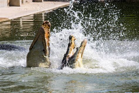300 Crocodile Fight Stock Photos Pictures And Royalty Free Images Istock