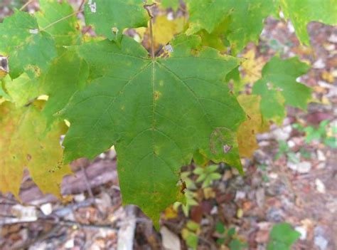 Acer saccharum nigrum is a deciduous tree growing to 25 m (82ft 0in) at a slow rate. Sighting: Acer saccharum at 42.482, -72.530: PlantShare ...