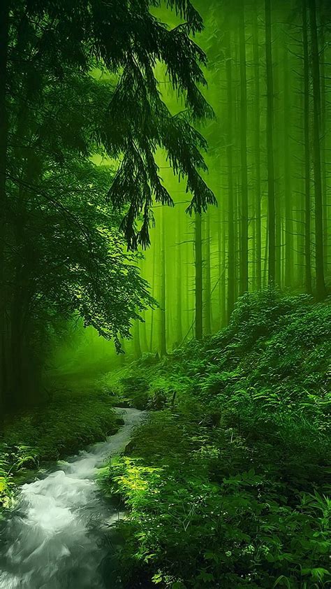 Green Forest Beautiful Nature Nature Photography Beautiful Landscapes