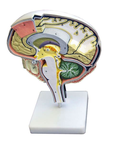 Introducir 31 Imagen Modelo Anatomico Del Cerebro Humano Abzlocalmx