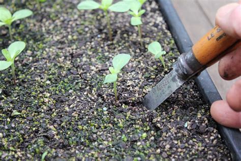 Never share your serial number. Transplanting Seedlings - POD easy edible gardening