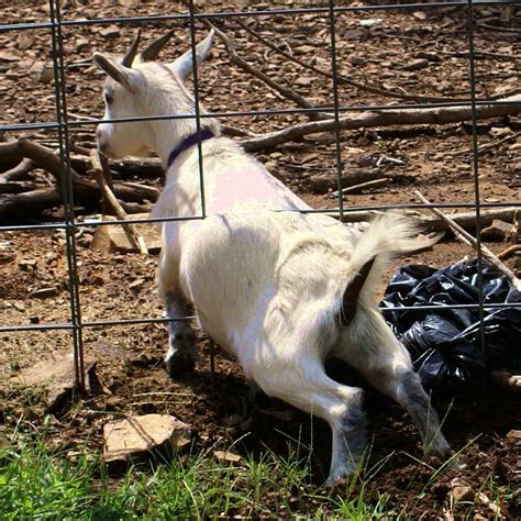 Sneaky Goat Goats Pygmy Goat Sheep Farm