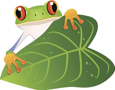 Tree Frog Illustrations Royalty Free Vector Graphics And Clip Art Istock