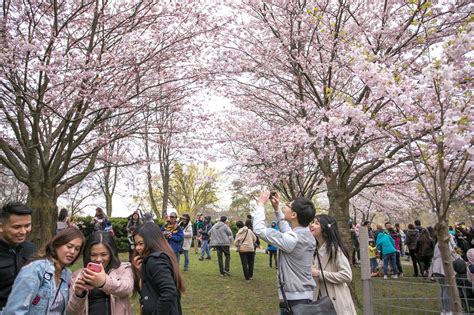 High Park cherry blossoms in Toronto expected to reach peak bloom ...