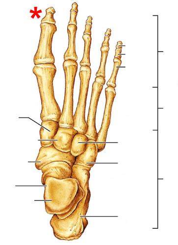 32 Label The Bones Of The Foot - Labels Database 2020