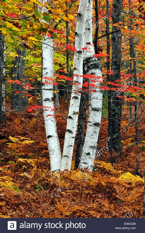 White Birch Tree In Autumn Stock Photos And White Birch Tree In Autumn