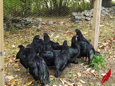 The java played a role in the creation of some of the american class breeds, such as the rhode island red. Black Sumatra Chickens - Red Feather Farm
