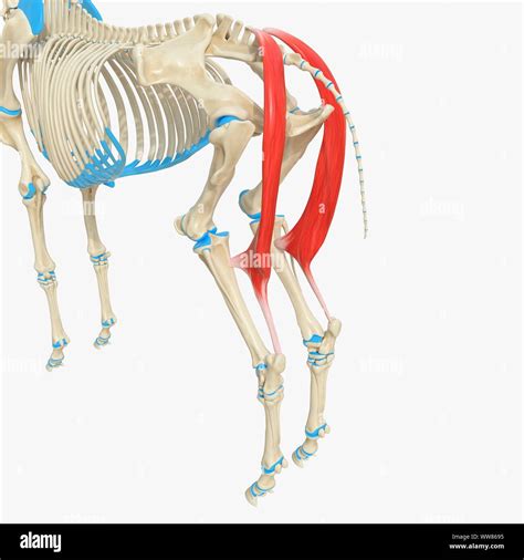 Horse Semitendinosus Muscle Illustration Stock Photo Alamy