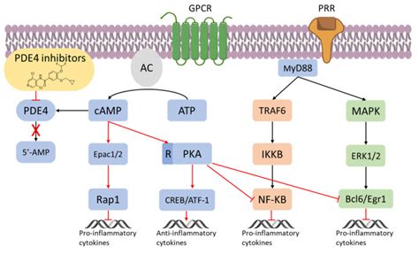 An Overview Of Pde Inhibitors In Clinical Trials To Early Pmc