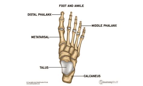 Foot And Ankle Anatomy Diagram